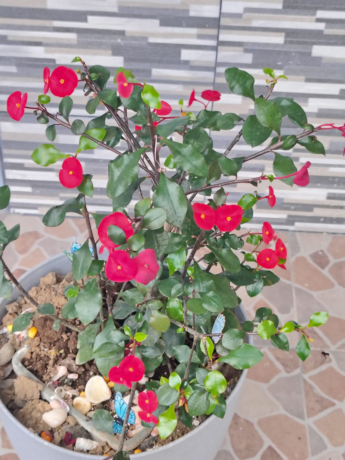 Apartamentos Ihuri - Áreas verdes